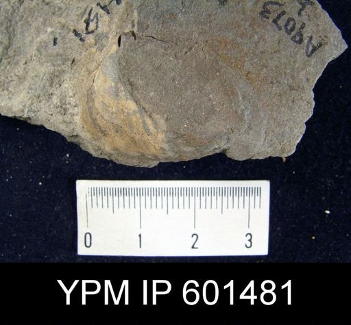 Leiorhynchus sp.