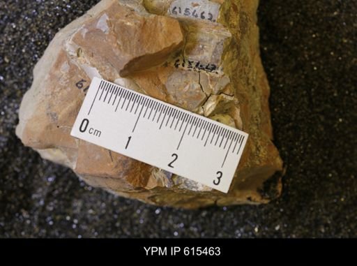 Baculites sp.