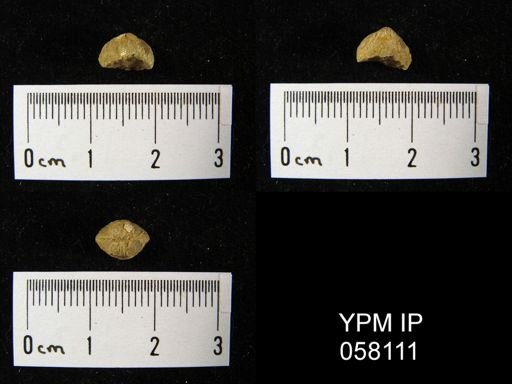 Nucleospira ventricosa