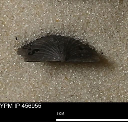 Stropheodonta sp.