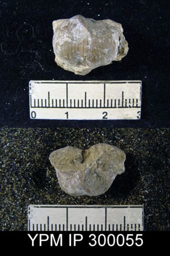 Marginifera wabashensis