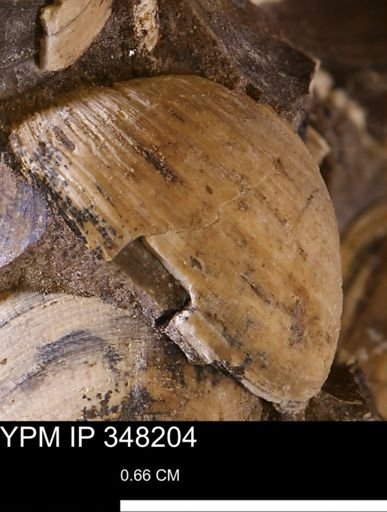 undet. Bivalvia
