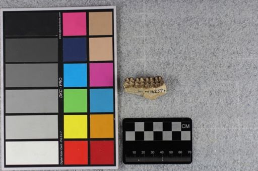 Mesohippus celer