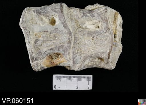 Xiphactinus?