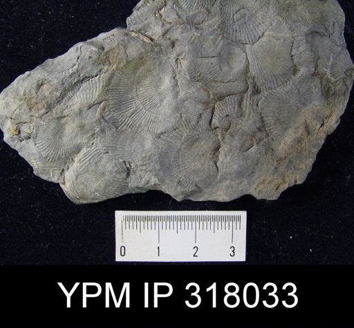 Pseudoatrypa devoniana