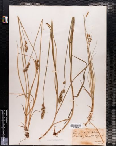 Carex adusta