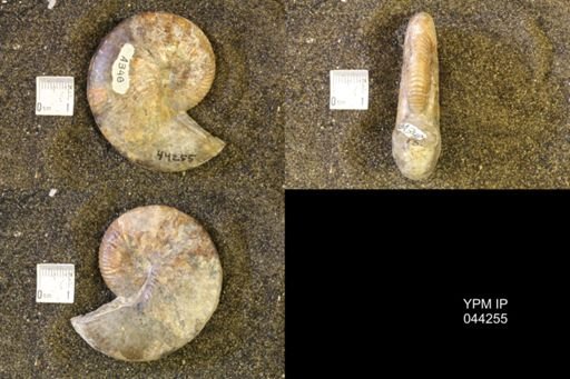 Hoploscaphites comprimus