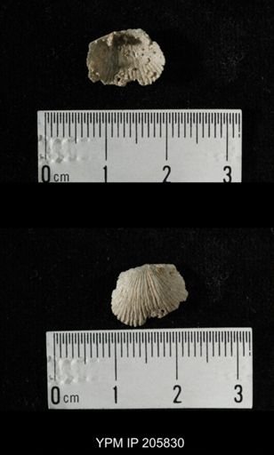 Meekella sp.