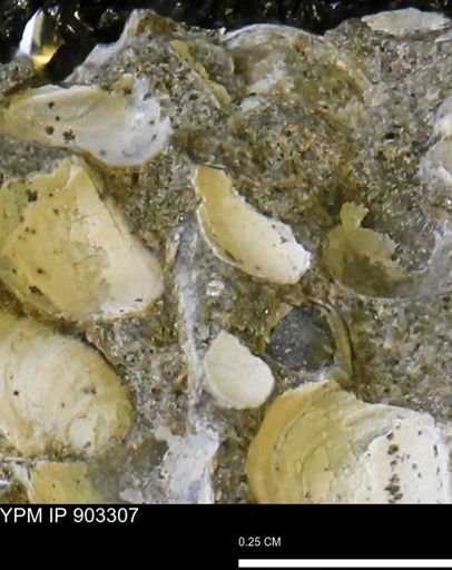 undet. Bivalvia
