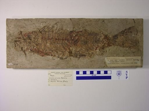 Seriola prisca