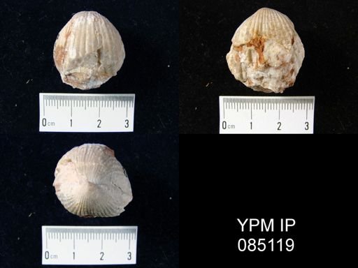 Uncinulus cf. stricklandi