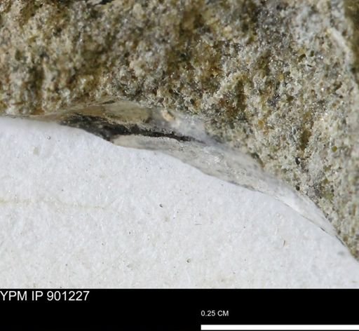 undet. Mollusca
