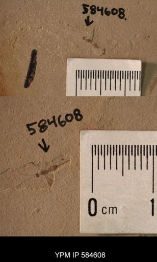 undet. Braconidae