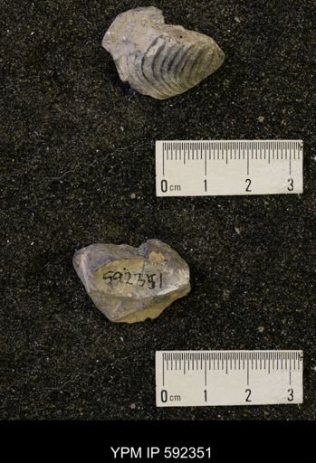Inoceramus acutiplicata