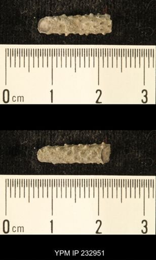 Archaeocidaris sp.