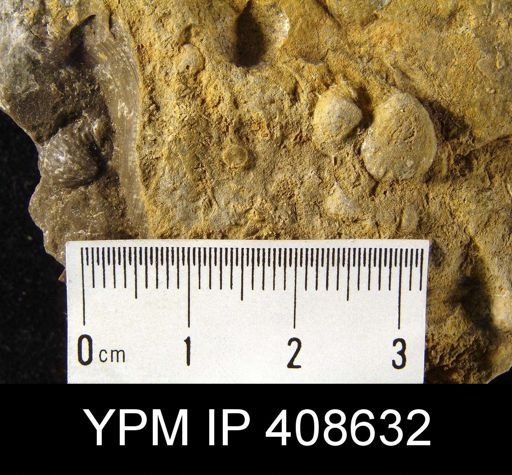 Productella sp.