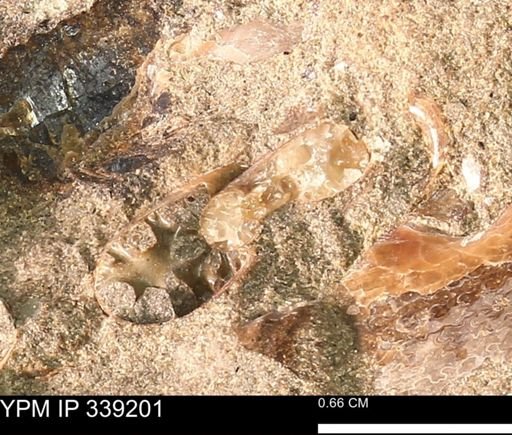 Scaphitidae?