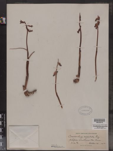 Corallorhiza maculata