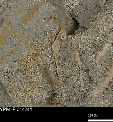 undet. Scaphopoda