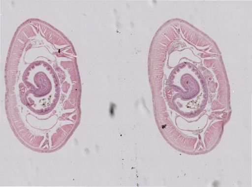 Oligochaeta