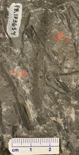 Asterophyllites sp.