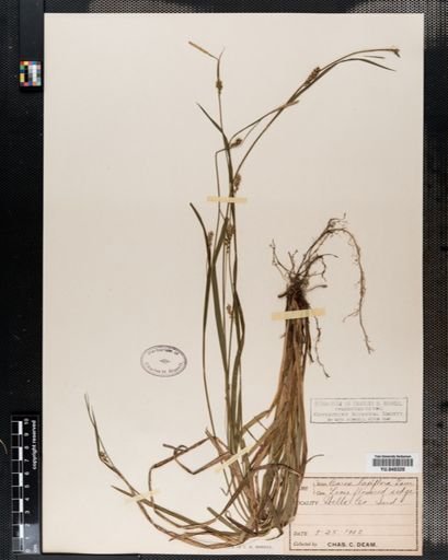 Carex laxiflora