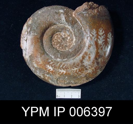 Gymnites palmai