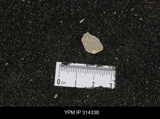 undet. Scaphopoda