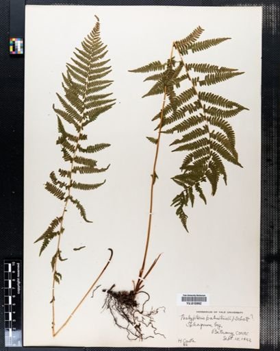 Thelypteris palustris