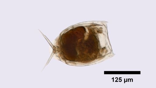 Lecane ungulata