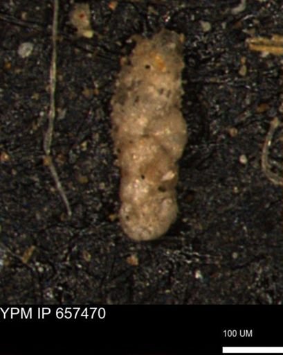 Ammobaculoides?