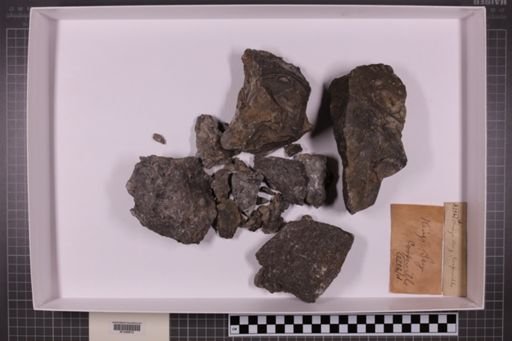 mixed taxa, stratigraphic collection