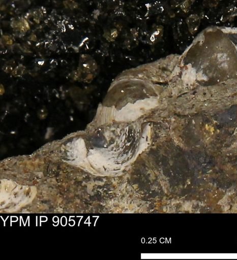 Corbulamella?