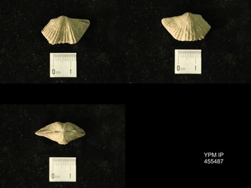 Platystrophia acutilirata