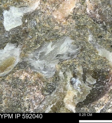 Ostrea sp.