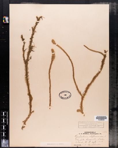 Lycopodium alopecuroides