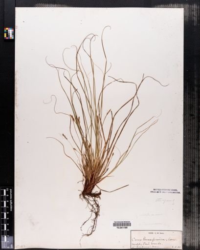 Carex pensylvanica