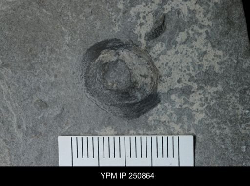 Nautiloidea?
