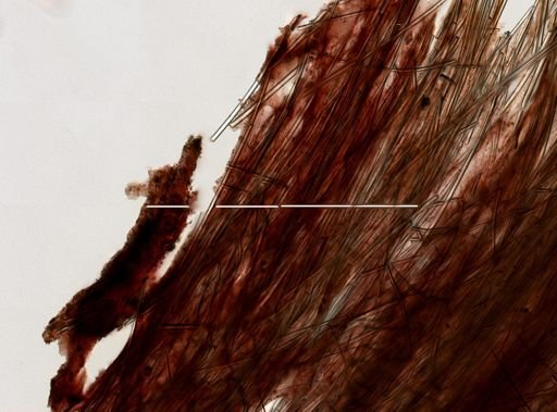 Axinella?
