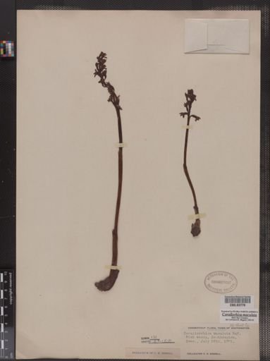 Corallorhiza maculata