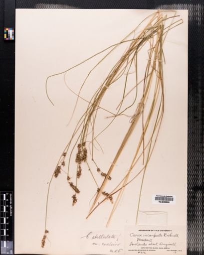 Carex cephalantha