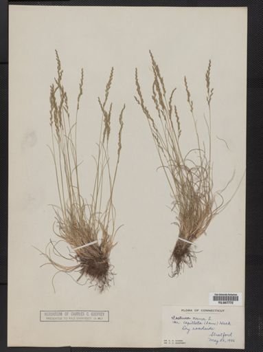 Festuca ovina