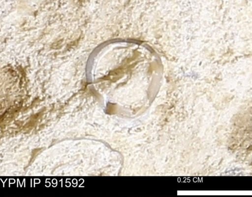 Serpulidae