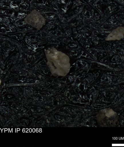 undet. Foraminiferida