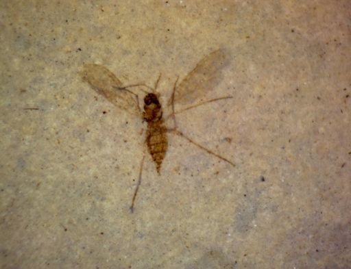 undet. Diptera