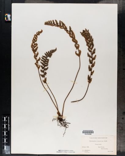 Cheilanthes tomentosa