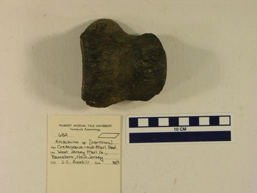 Mosasaurus depressus