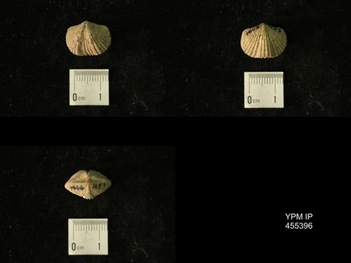 Platystrophia cypha