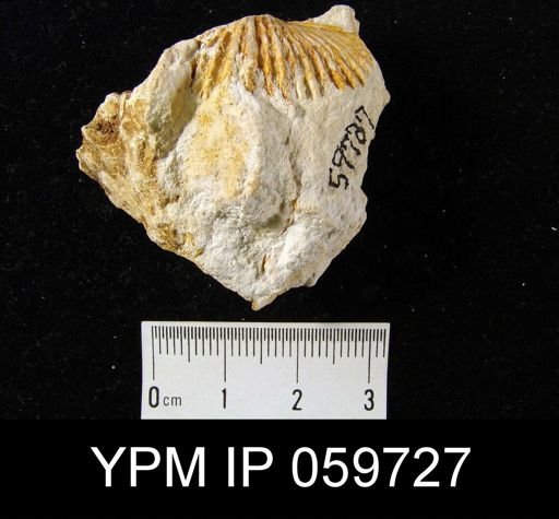 Spirifer sp.