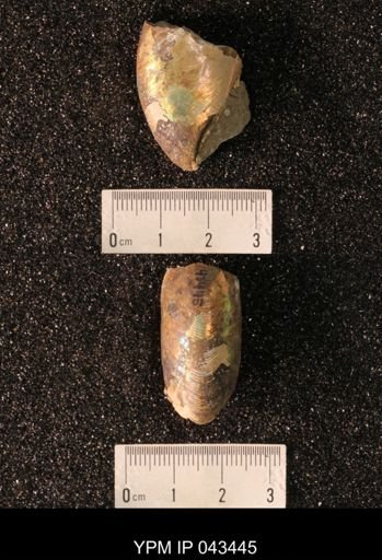 Hoploscaphites nicolletii